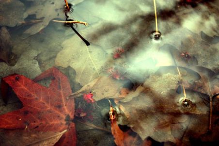 1280px-drowned_leaves