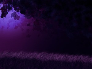 Fantasy night in forest